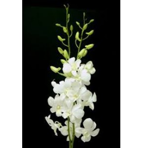 ΟΡΧΙΔΕΑ  ΛΕΥΚΗ  -DEΝDROBIUM  BIG WHITE